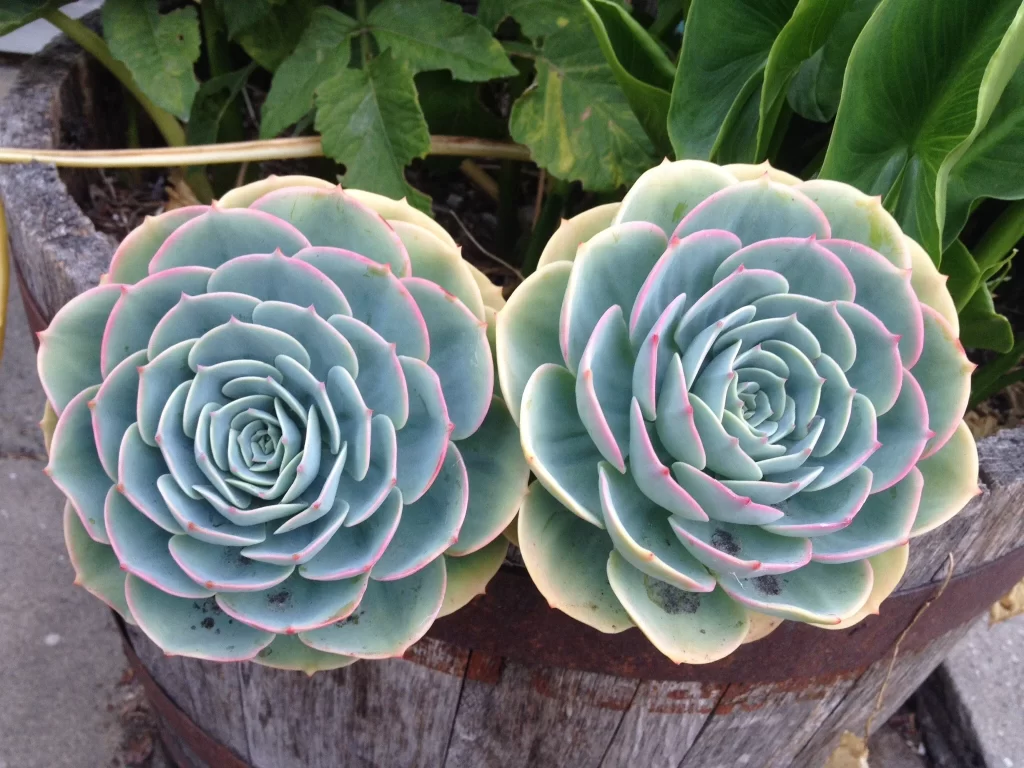 Echeveria Blue Green Pink Edges Succulent