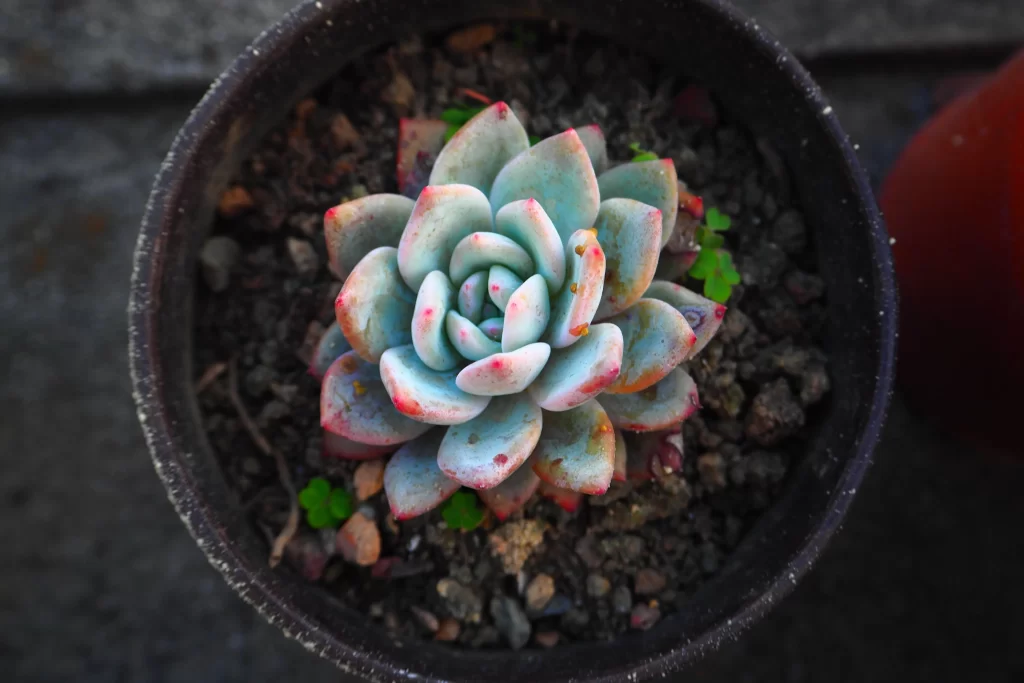 Echeveria Blue Leaves Red Edges Close Up Macro
