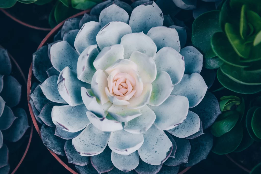 Echeveria Blue Leaves Thick Succulent Close Up