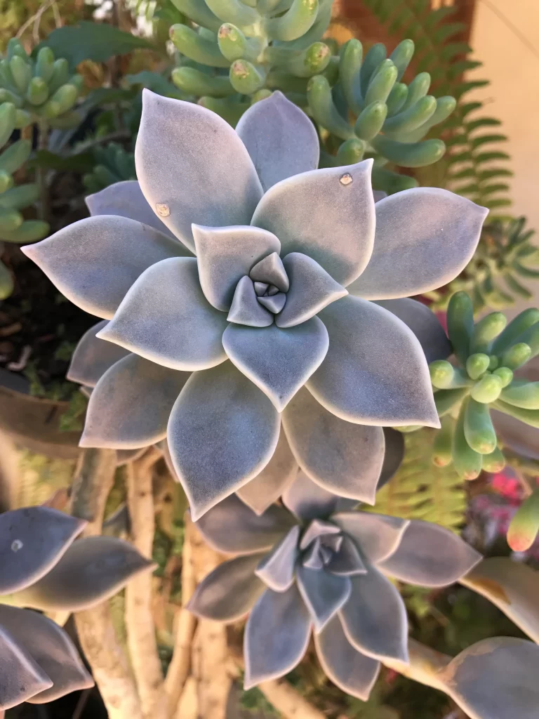Echeveria Blue Leaves Thick Fleshy Macro