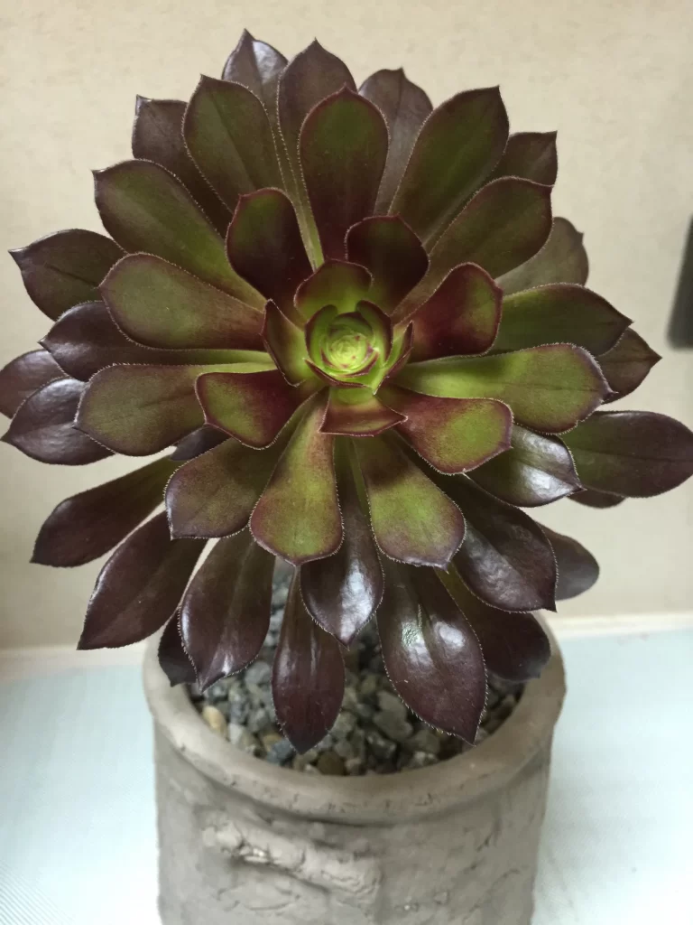 Echeveria Dark Leaves Close Up Succulent