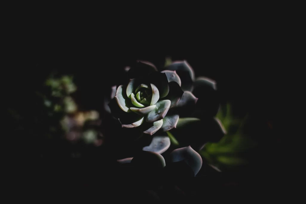 Echeveria Green Blue Thick Leaves Close Up Macro