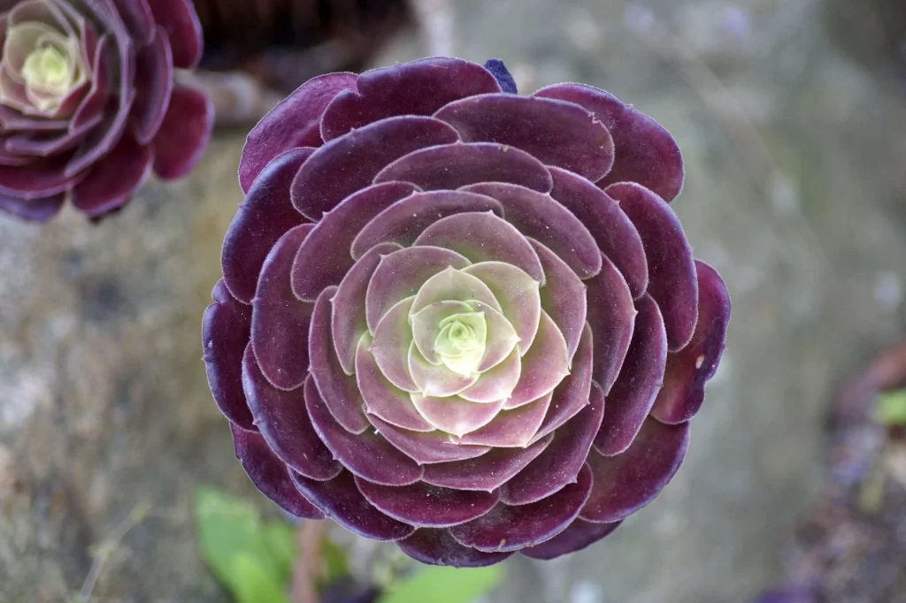 Echeveria Purple Thick Leaves Close Up Garden Macro