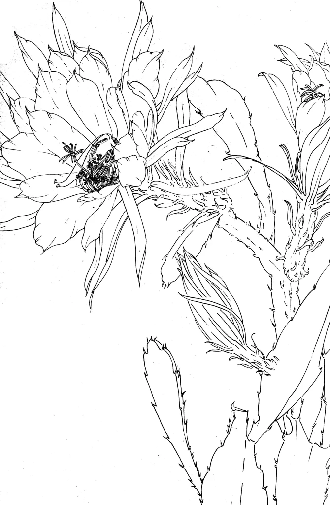 Epiphyllum Chinese Line Drawing Botanical Art