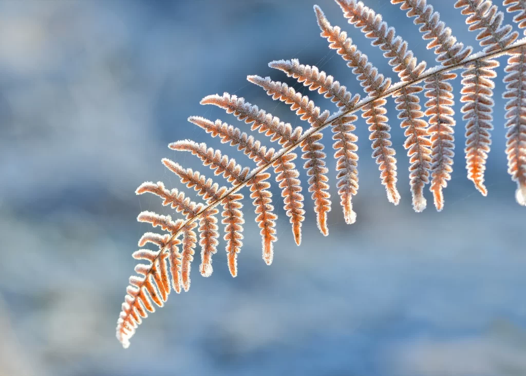 Fern Brown Green Blue Frosty Winter