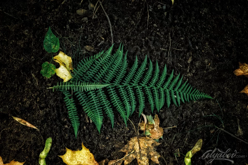 Fern Green Leaf Brown Soil