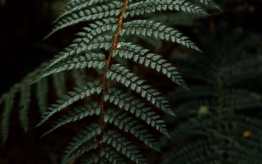 Fern Green Leaf Brown Stem Forest