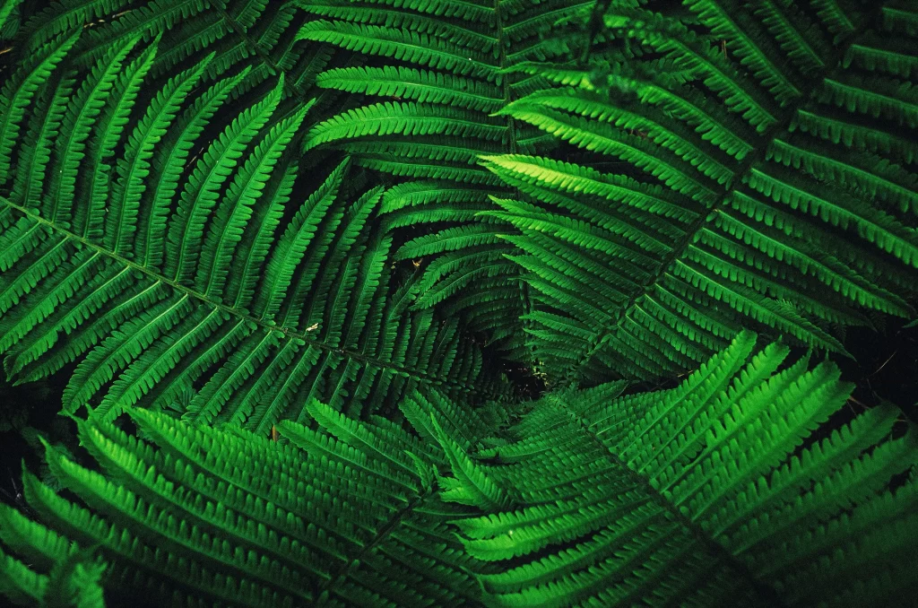 Fern Green Leaf cool Nature