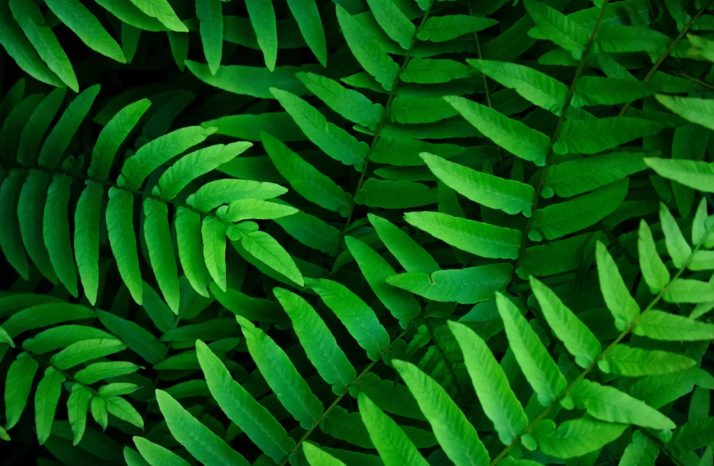 Fern Green Leaf cool Nature