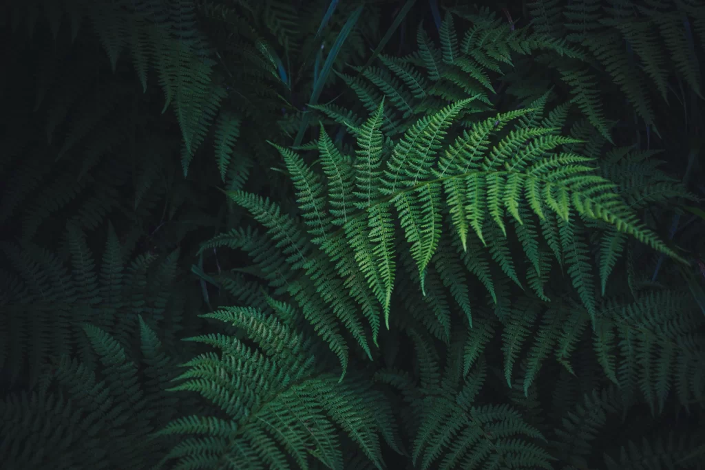 Fern Green Leaf Dark Background