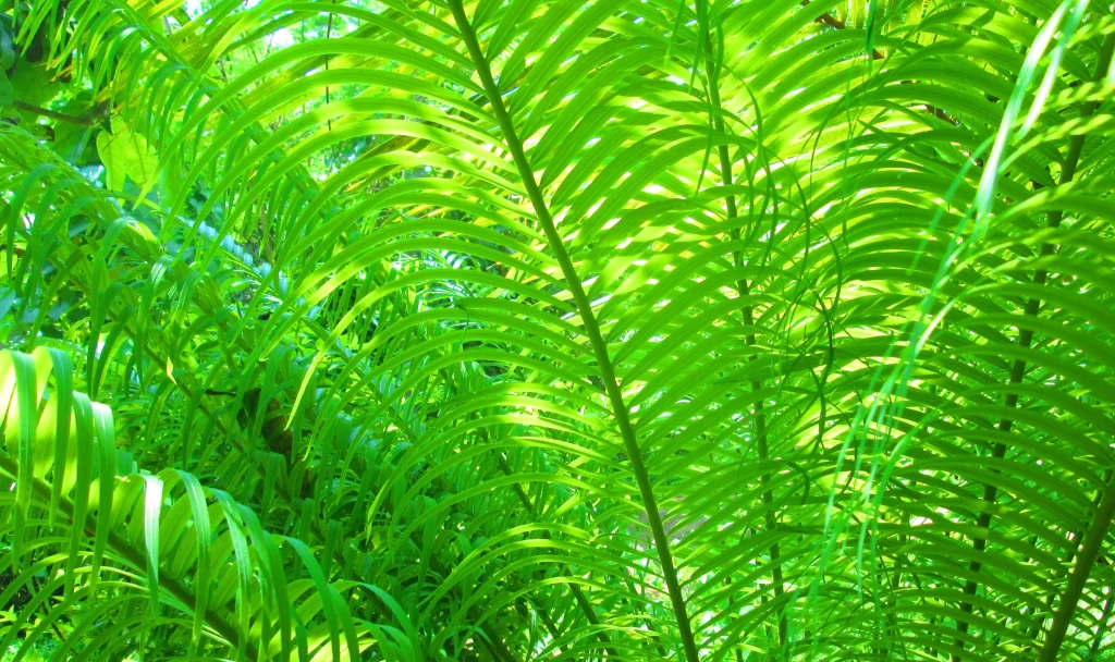 Fern Green Leaf Dense Jungle