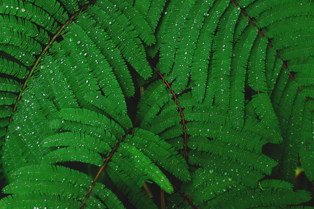 Fern Green Leaf Dewdrops Nature