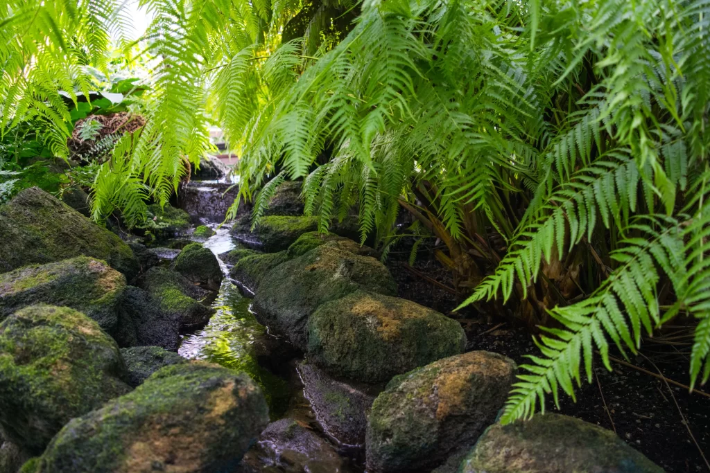 Fern Green Leaf Mossy Rock Stream
