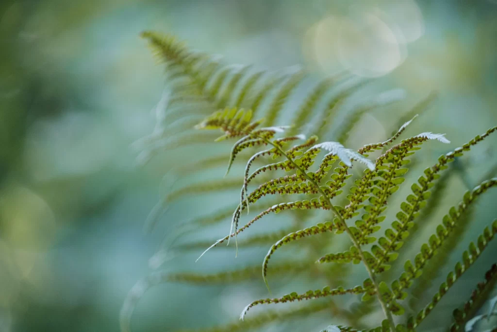 Fern Green Leaf Nature Background