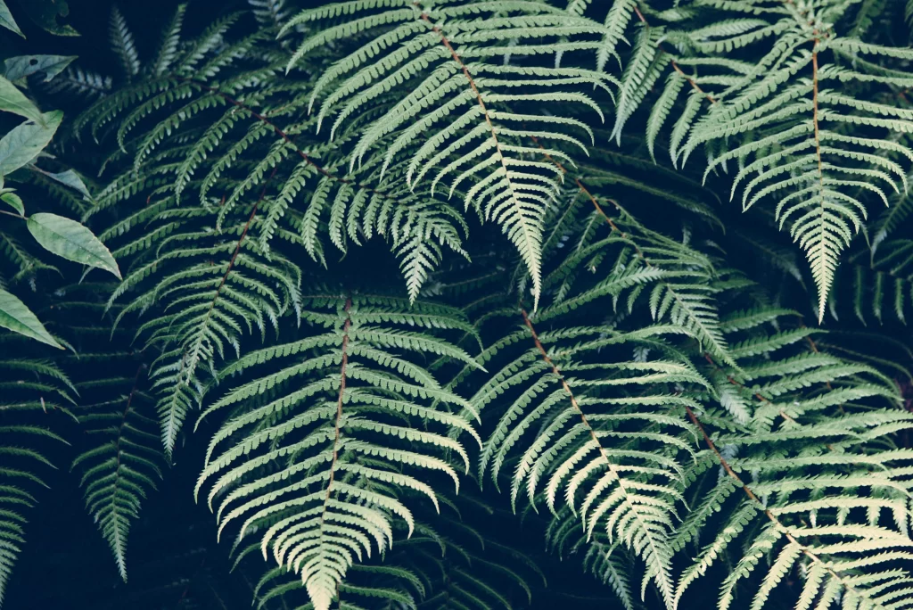 Fern Green Leaf Nature Dense