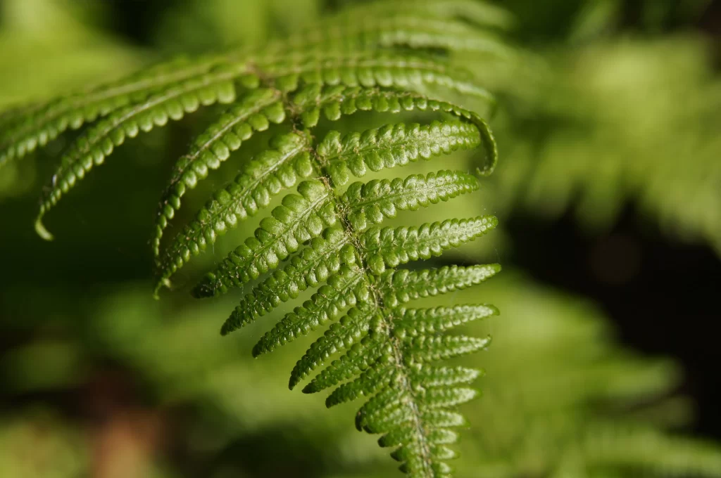 Fern Green Leaf Nature Forest