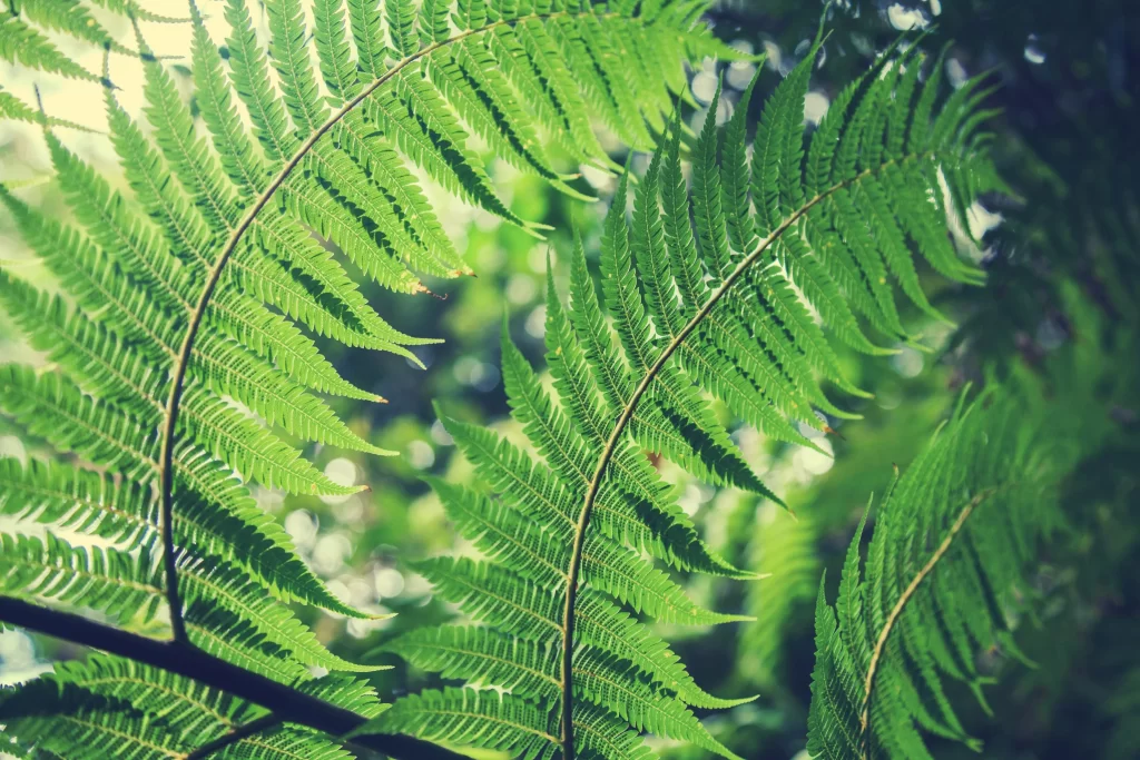 Fern Green Leaf Nature Sunlight