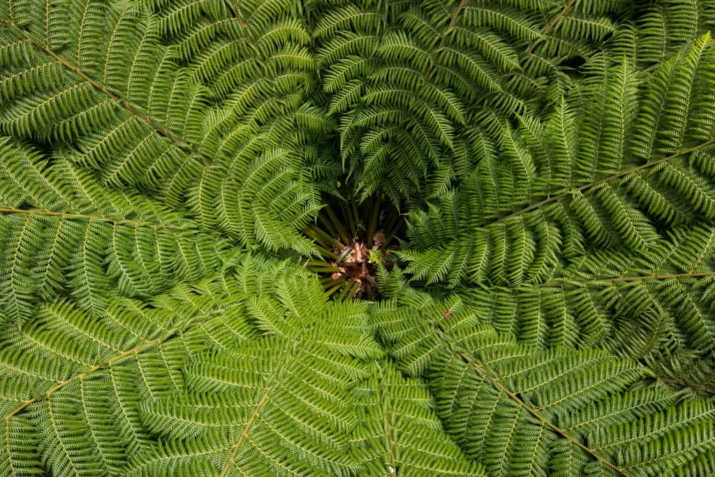 Fern Green Leaf warm Nature