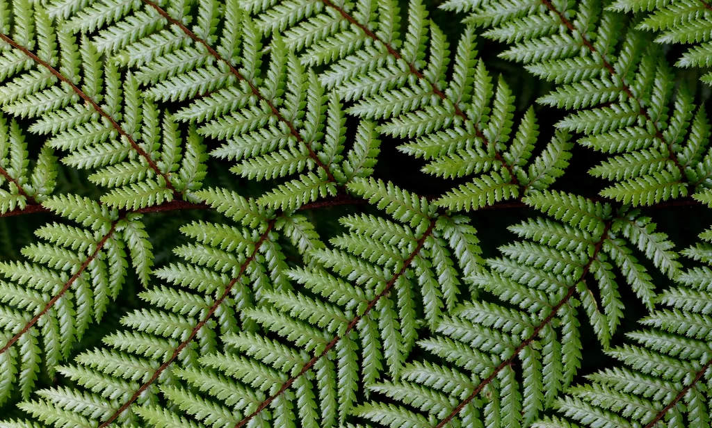 Fern Green Leaf warm Nature