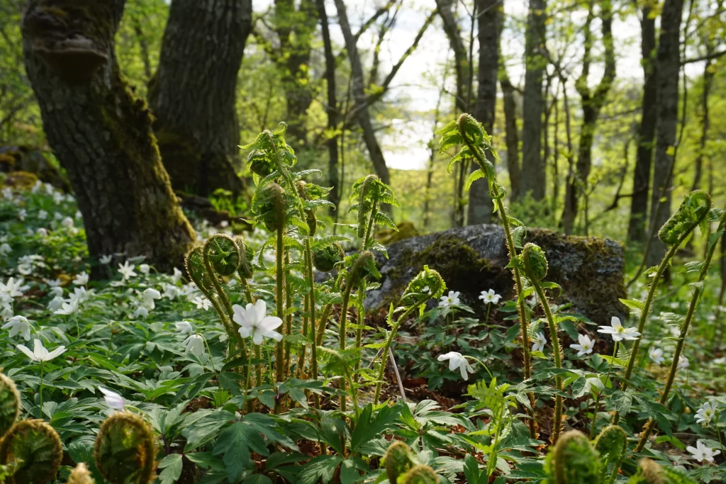 Fern Green White Flower Forest Sunlight