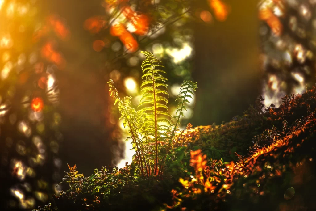Fern Green Yellow Orange Forest Sunlight