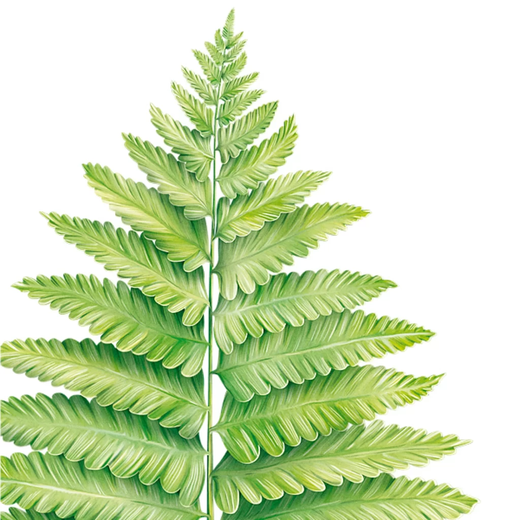 Fern Leaf Green Nature Plant