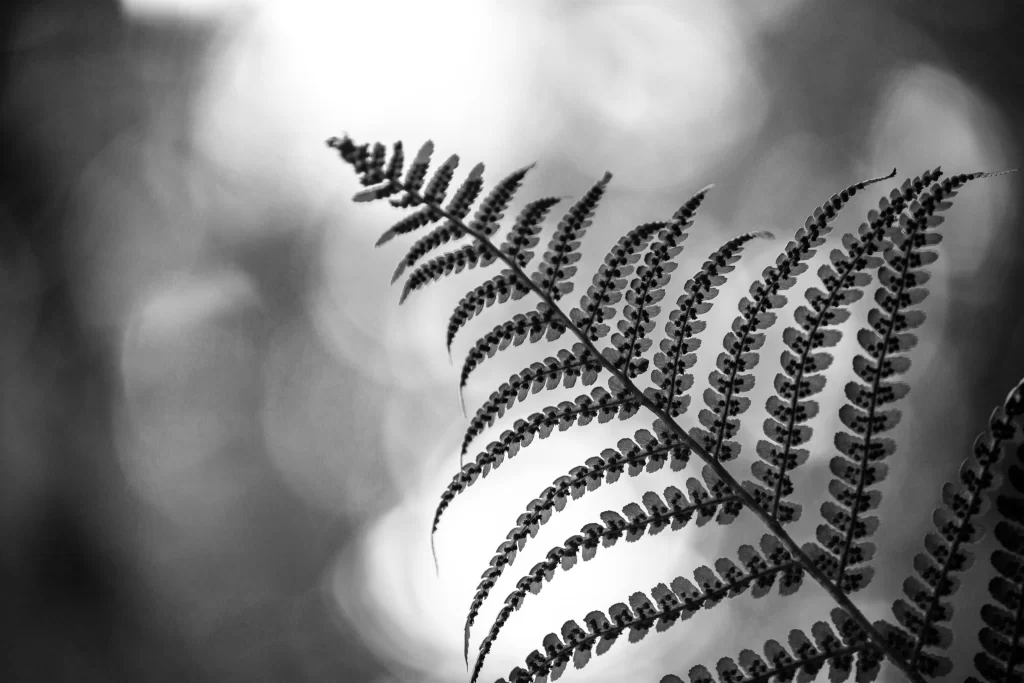 Fern Plant Black White gray Nature