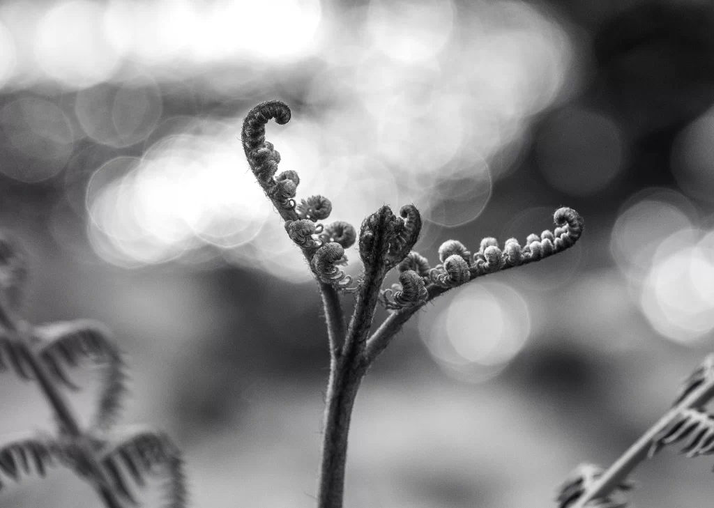 Fern Plant Black White gray Nature
