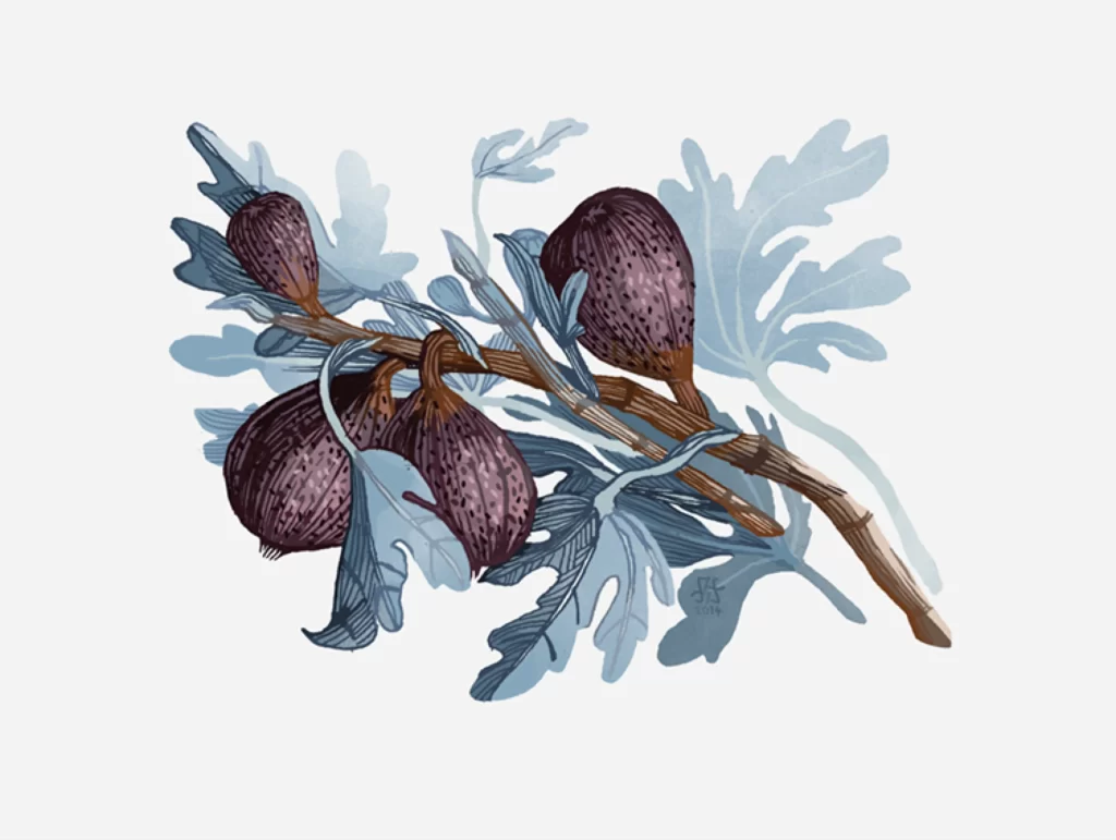 Fig Branch Leaves Fruit