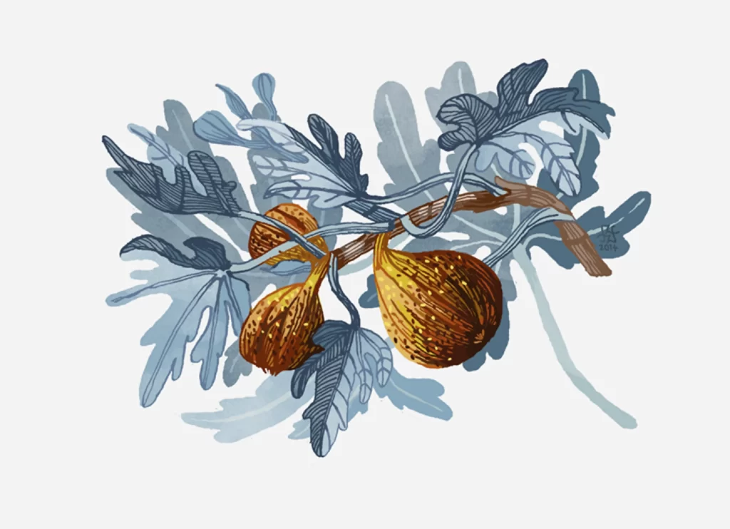 Fig Branch Leaves Fruits