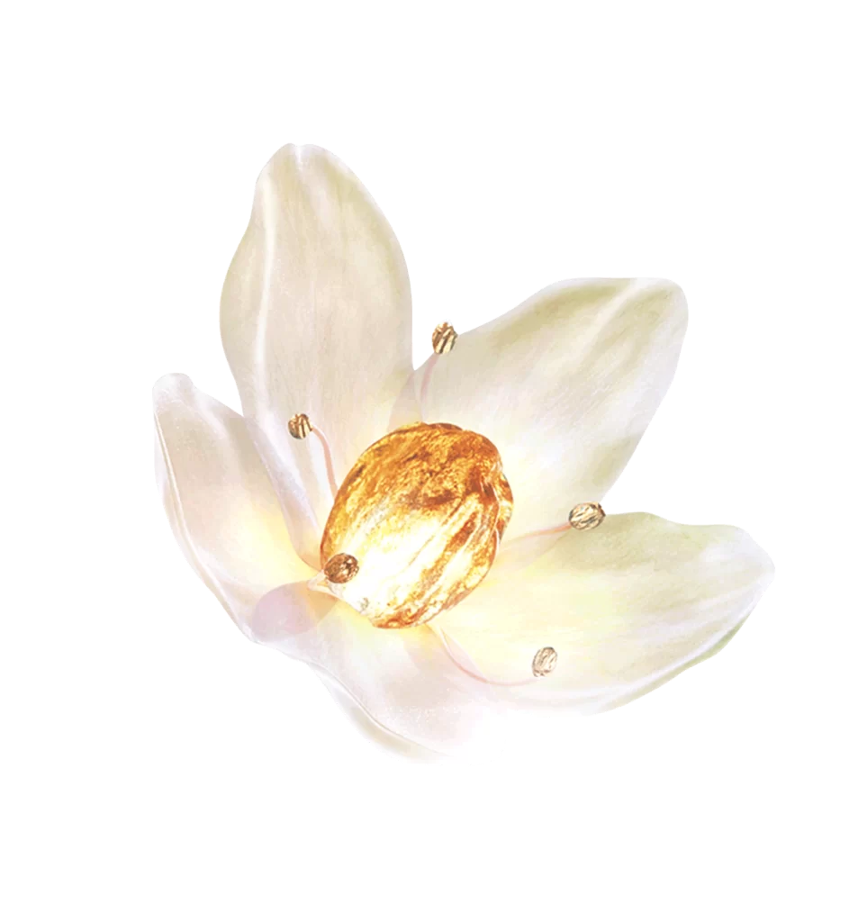 Flower Petals Golden Center Illuminated