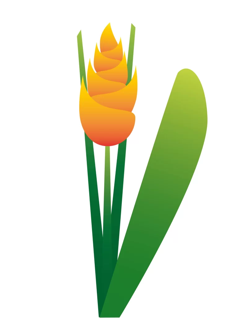 Flower Tulip Petals Green Nature