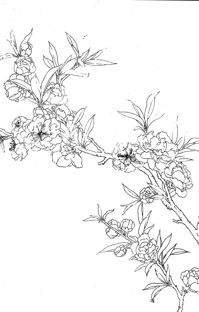 Flowering Peach Chinese Line Drawing Botanical Art