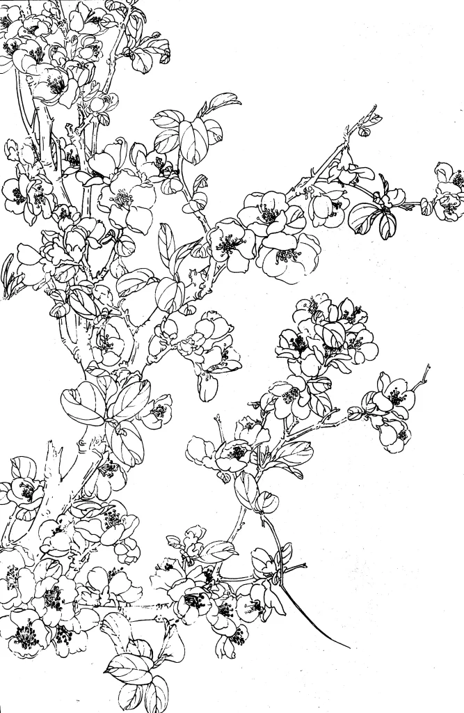 Flowering Quince Chinese Line Drawing Botanical Art