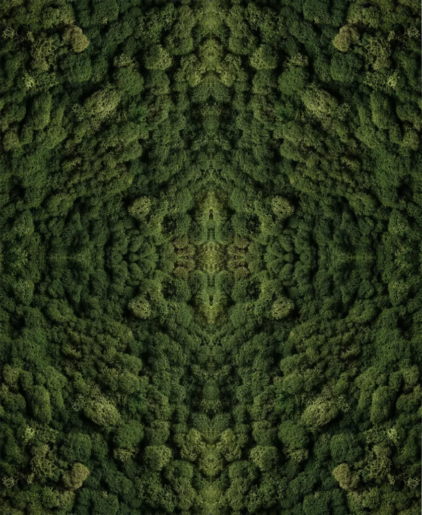 Forest Canopy Aerial View Symmetry Nature