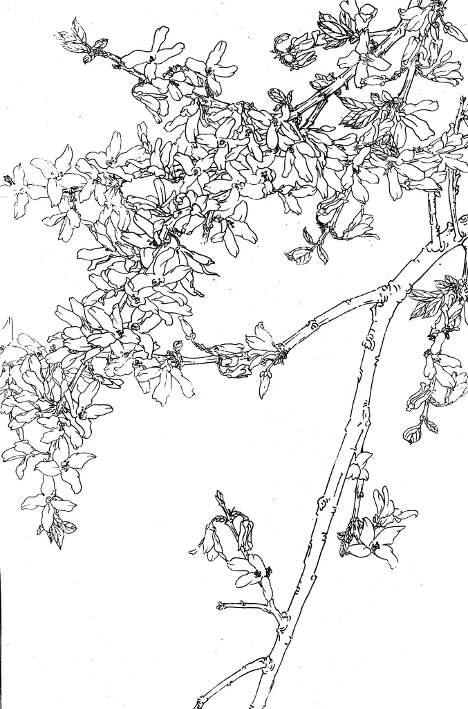 Forsythia Chinese Line Drawing Botanical Art