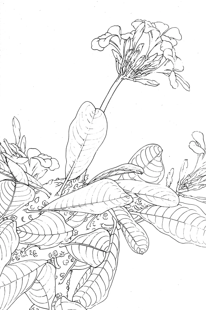 Frangipani Chinese Line Drawing Botanical Art