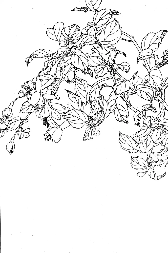 Fuchsia Chinese Line Drawing Botanical Art