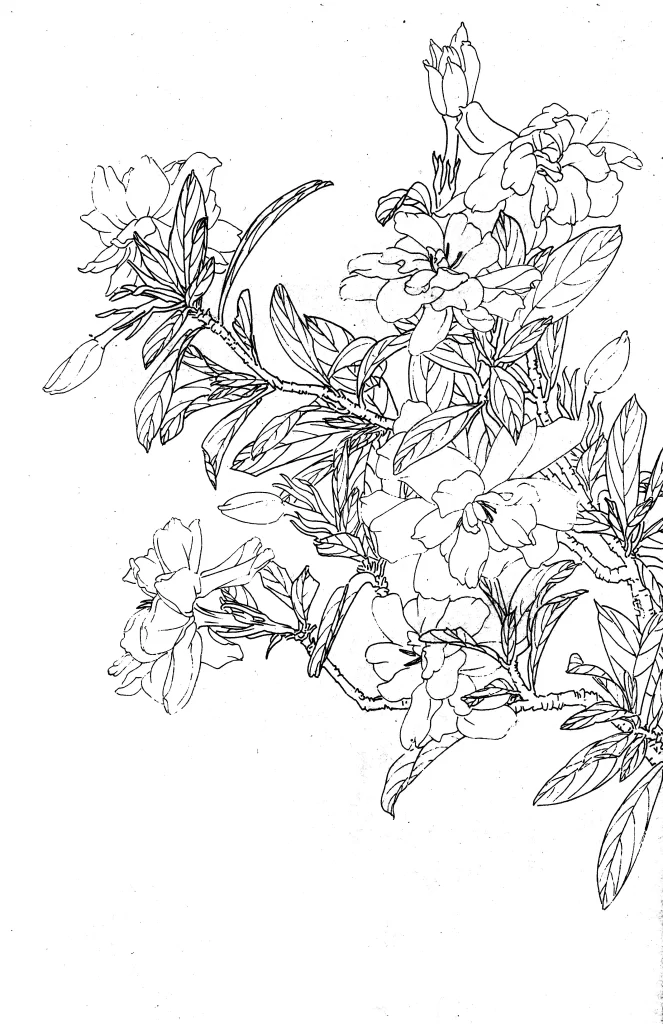 Gardenia Chinese Line Drawing Botanical Art