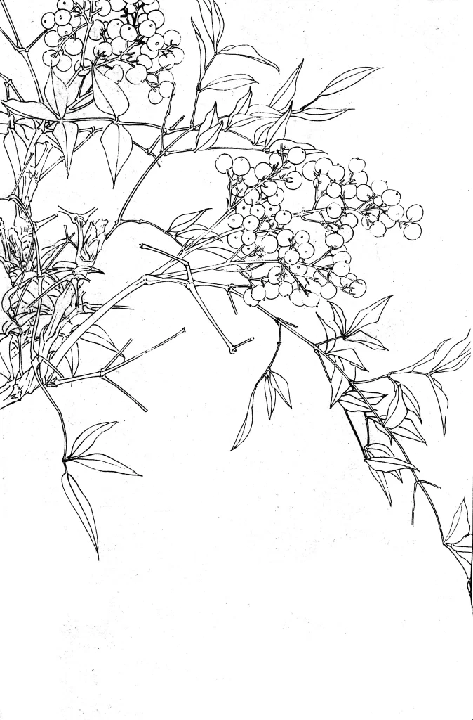 Geranium Chinese Line Drawing Botanical Art