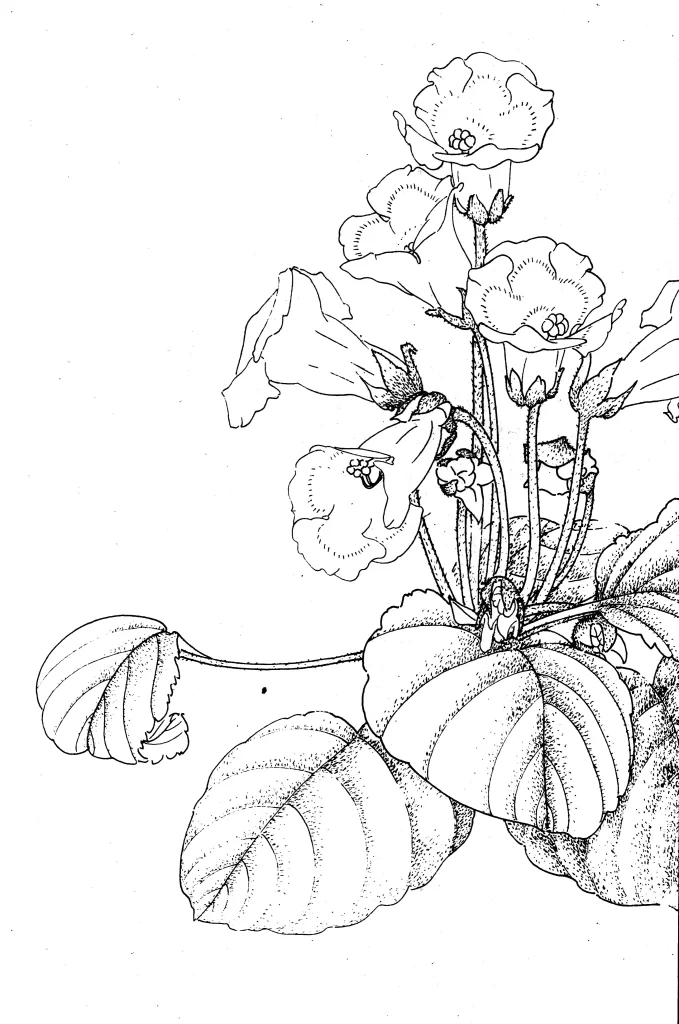 Gloxinia Chinese Line Drawing Botanical Art