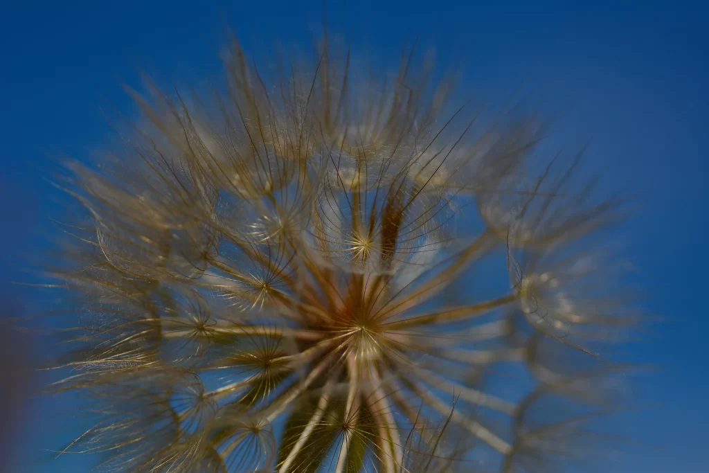 Golden Dandelion Seed Head Feathers Blue Sky