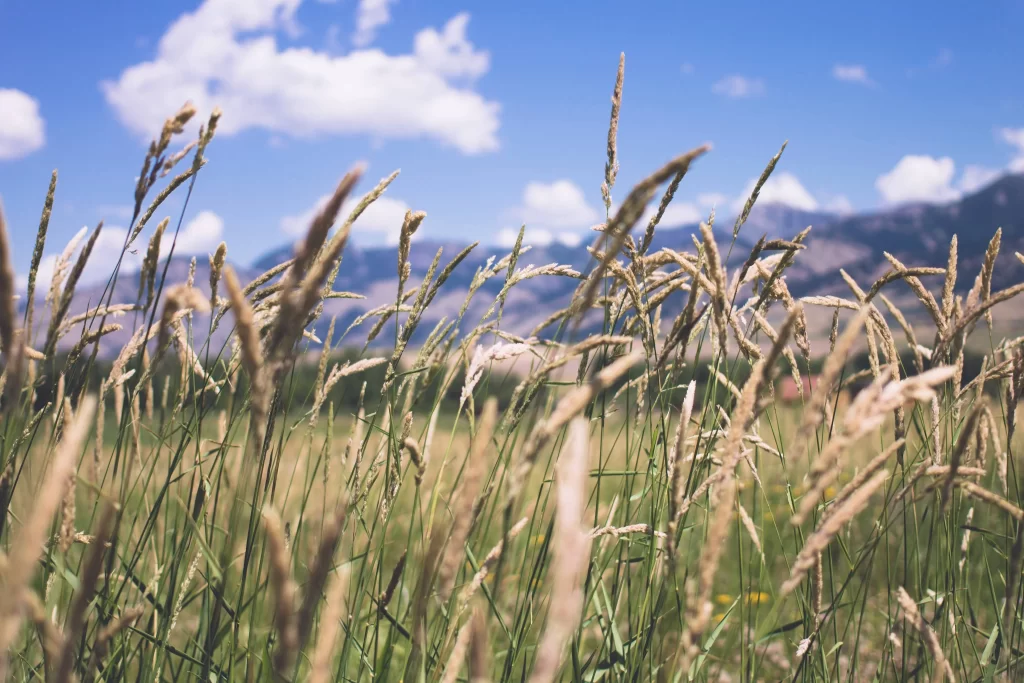 Golden Grass Close Up Field Blooming