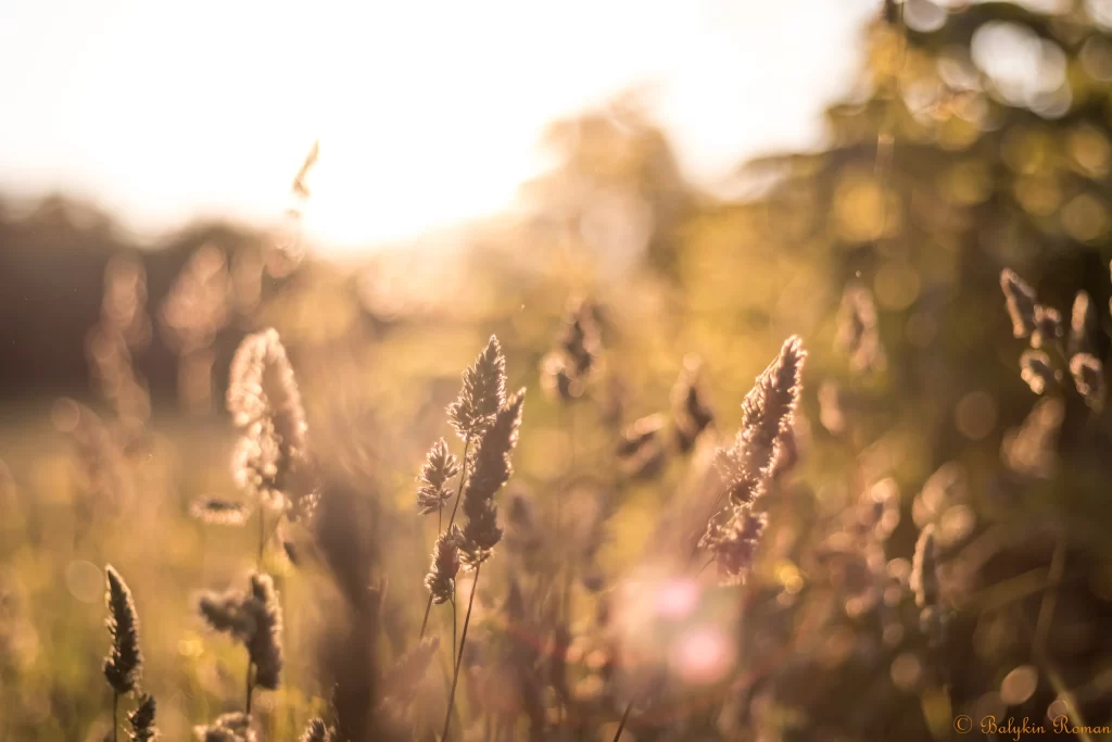 Golden Grass Close Up Field Sunlit