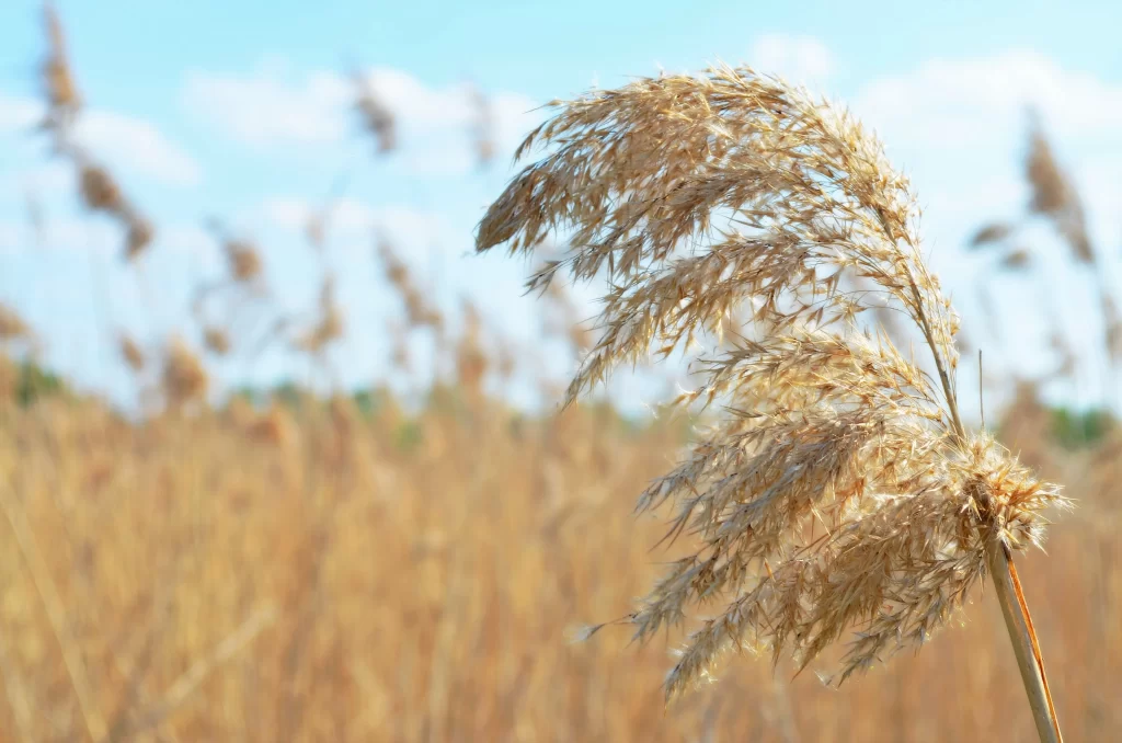 Golden Grass Close Up Field Dry