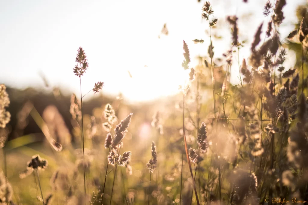 Golden Grass Close Up Sunlight Field