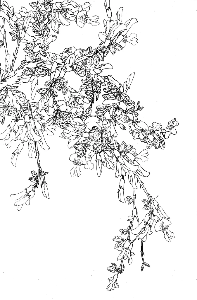 Golden Lotus Chinese Line Drawing Botanical Art