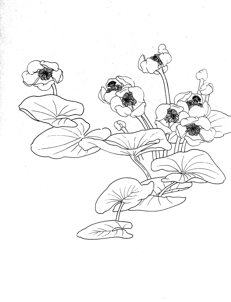 Golden Lotus Seed Chinese Line Drawing Botanical Art