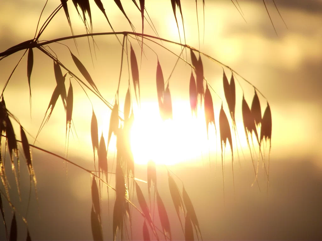 Golden Oat Plant Silhouette Sunlit