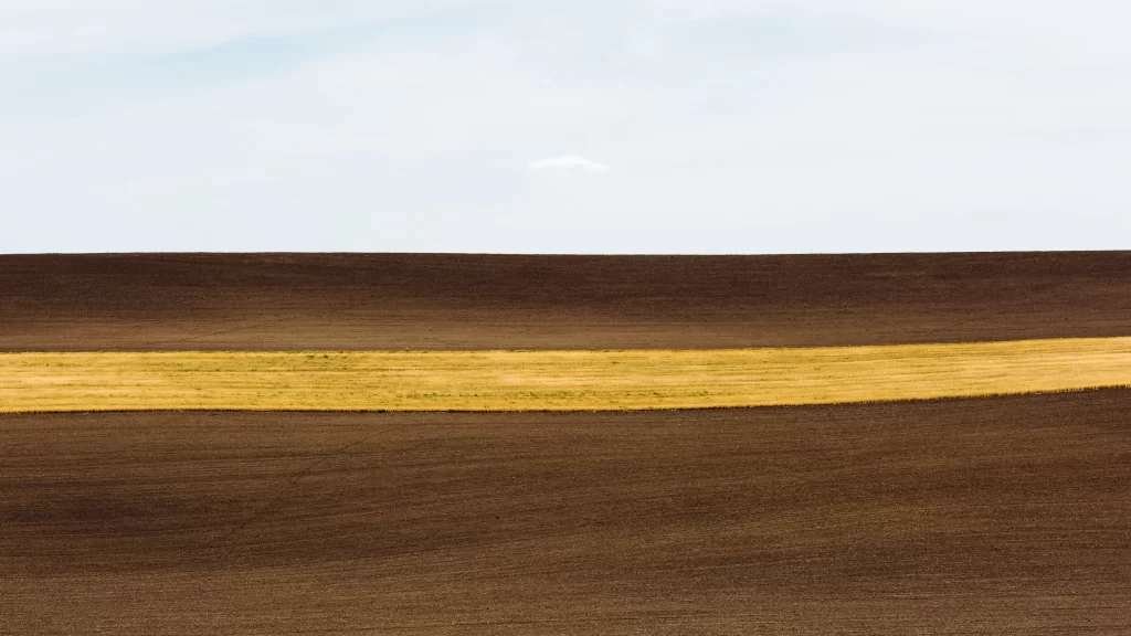 Golden Wheat Field Brown Soil Blue Sky
